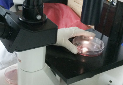 Cell Culture Status